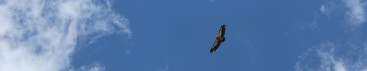 photo vautour