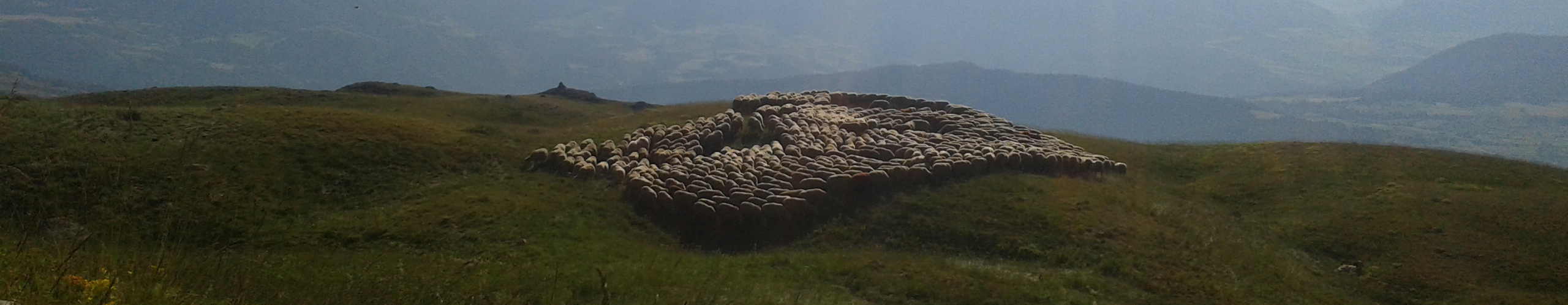 photo troupeau brebis coulant sur collines